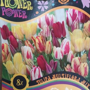 Flower Power Tulipa Multiflora Mix 8 kpl