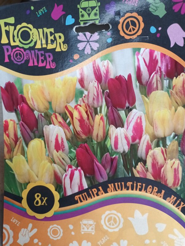 Flower Power Tulipa Multiflora Mix 8 kpl