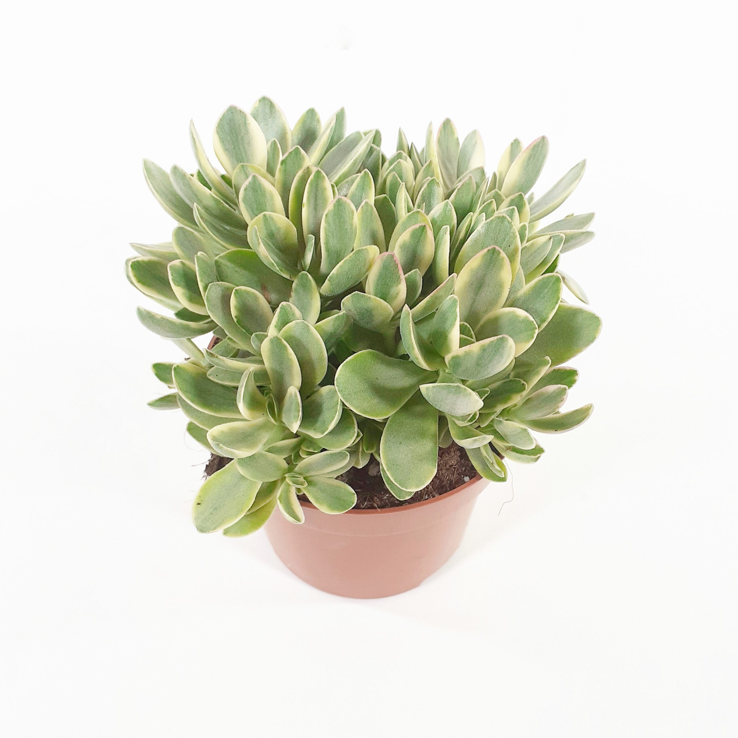 Rahapuu 'Rusby Variegata' p12