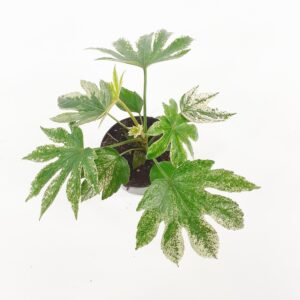 Huonearalia 'Variegata' p12