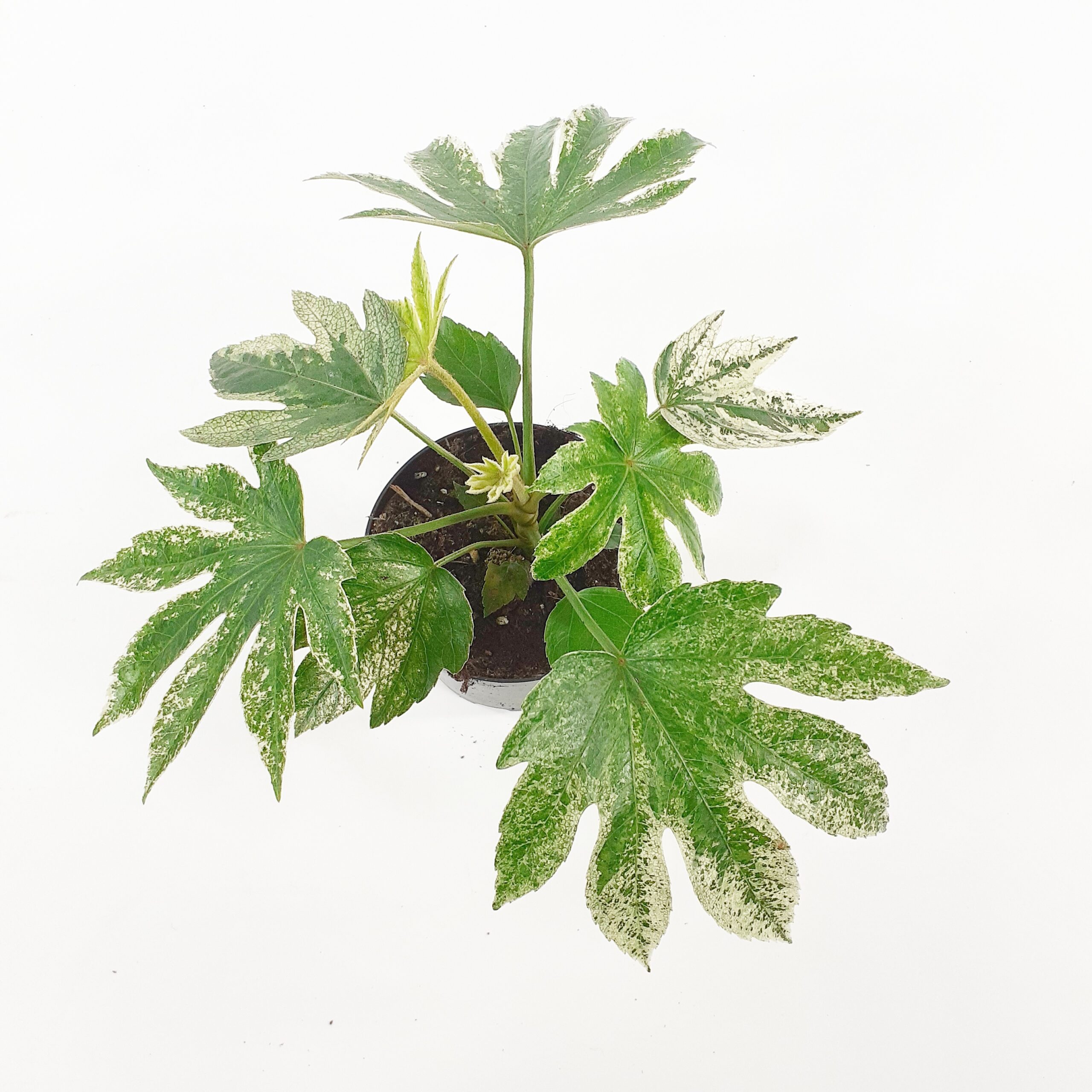 Huonearalia 'Variegata' p12