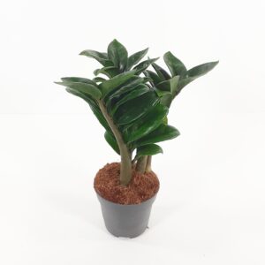 Palmuvehka 'Zenzi' 30-40cm