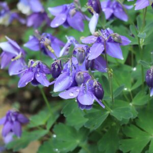 Japaninakileija; At,p10