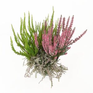 Calluna Beauty Ladies Beautybelle p13