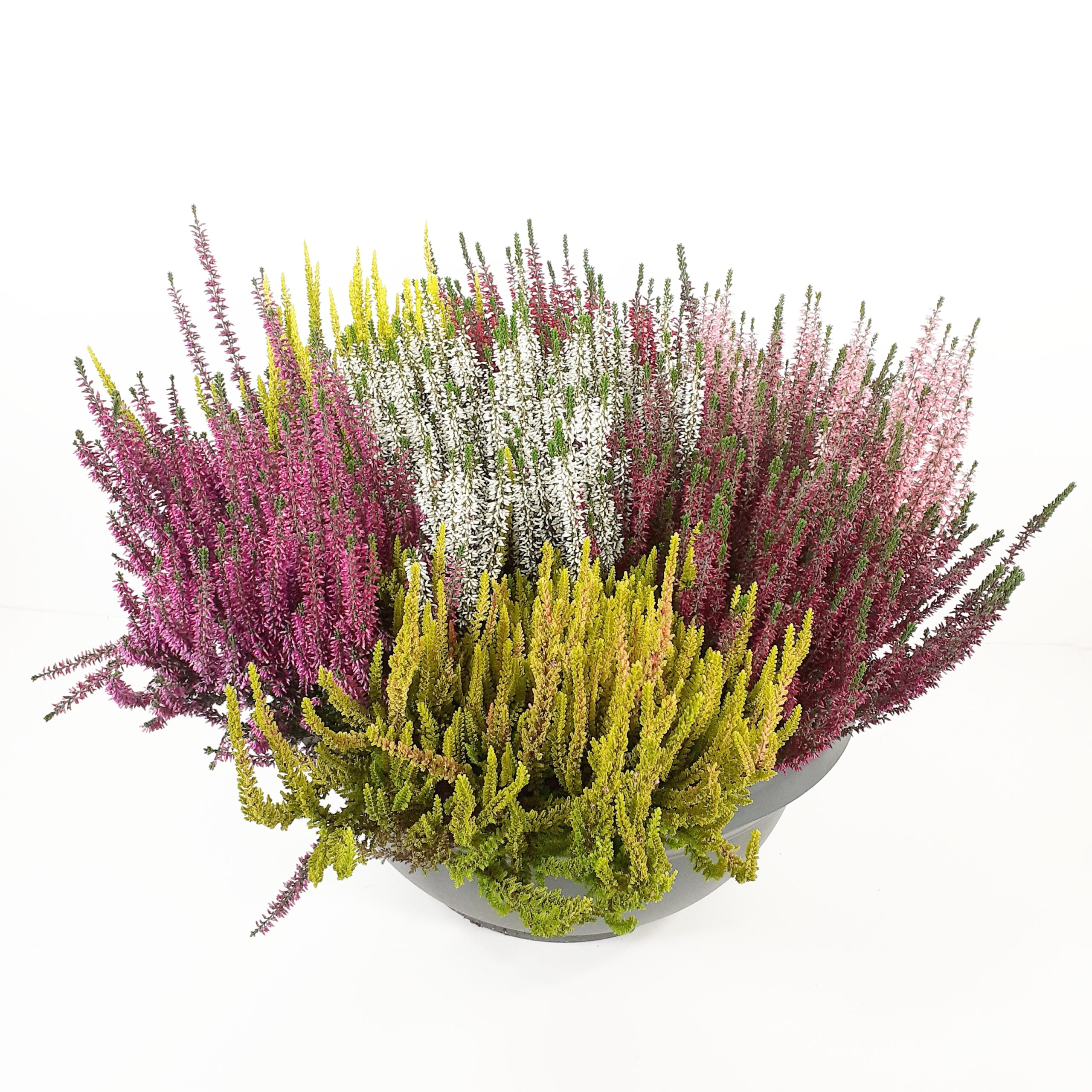 Calluna Beauty Ladies Mosaica bowl p45