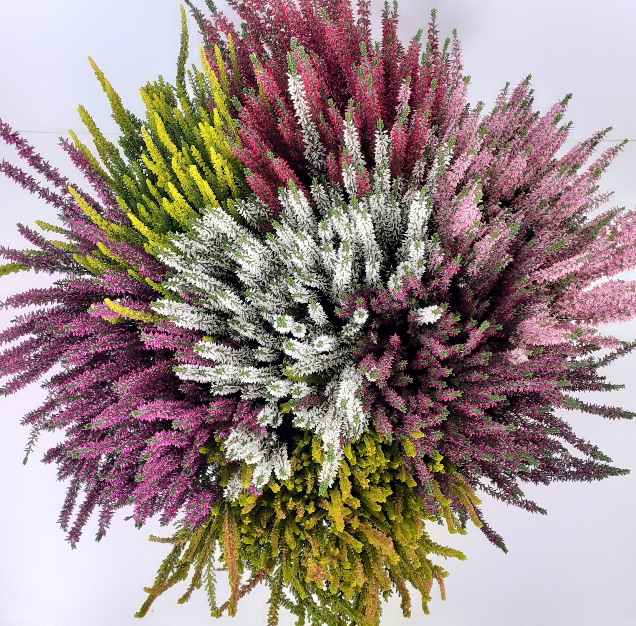 Calluna Beauty Ladies Mosaica bowl p45 - Image 2