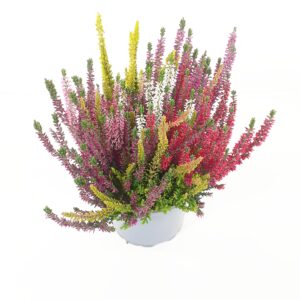 Calluna Beauty Ladies Mosaica p17