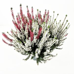 Calluna Beauty Sisters/Twin p13