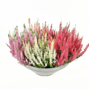 Calluna Garden Girls Smixies p40