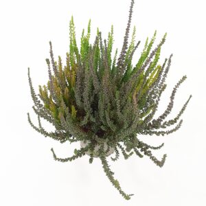 Calluna Garden Girls Sunset Fire Trio p12