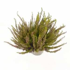 Calluna Garden Girls Sunset Girl p12