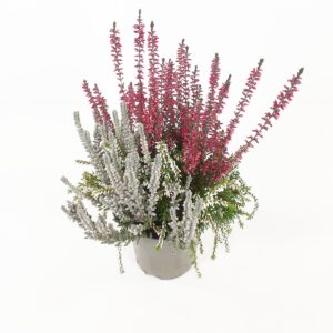 Calluna Garden Girls Up Down Girl p12