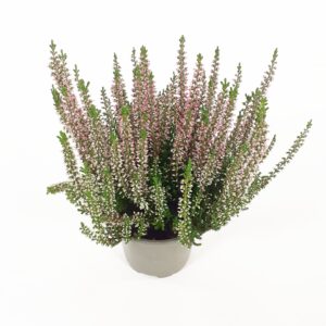 Calluna Garden Girls p9