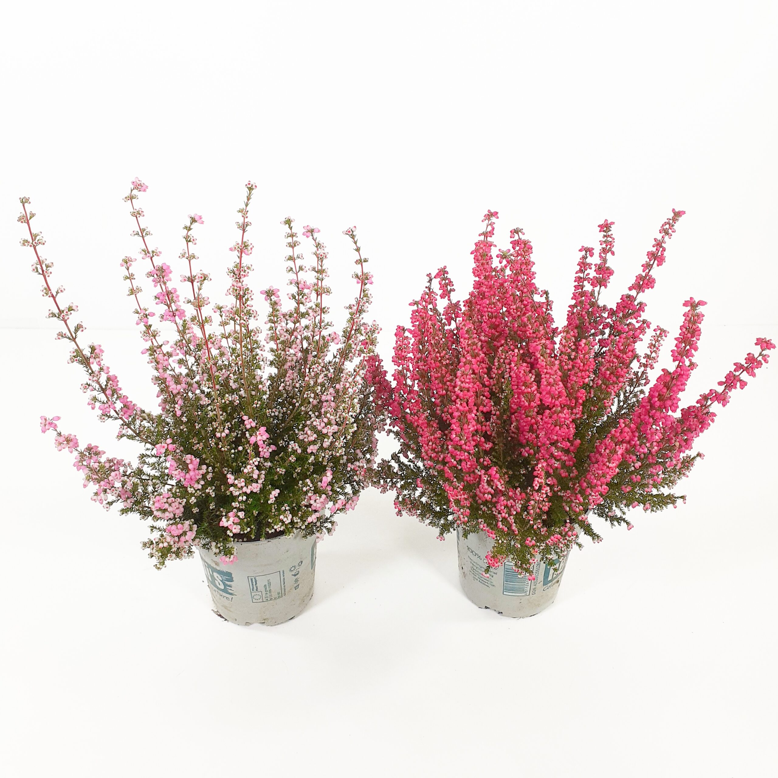 Kellokanerva Heidis p12 Mix