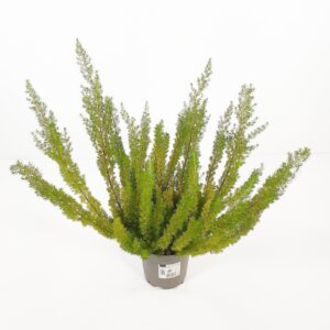 Keltakellokanerva 'Estrella/Albert's Gold' p12