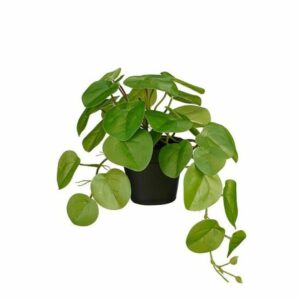 Pilea riippuva vihreä 40cm
