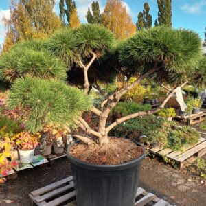 Bonsai mustamänty 'Marie Bregon' 110cm,At,Ul