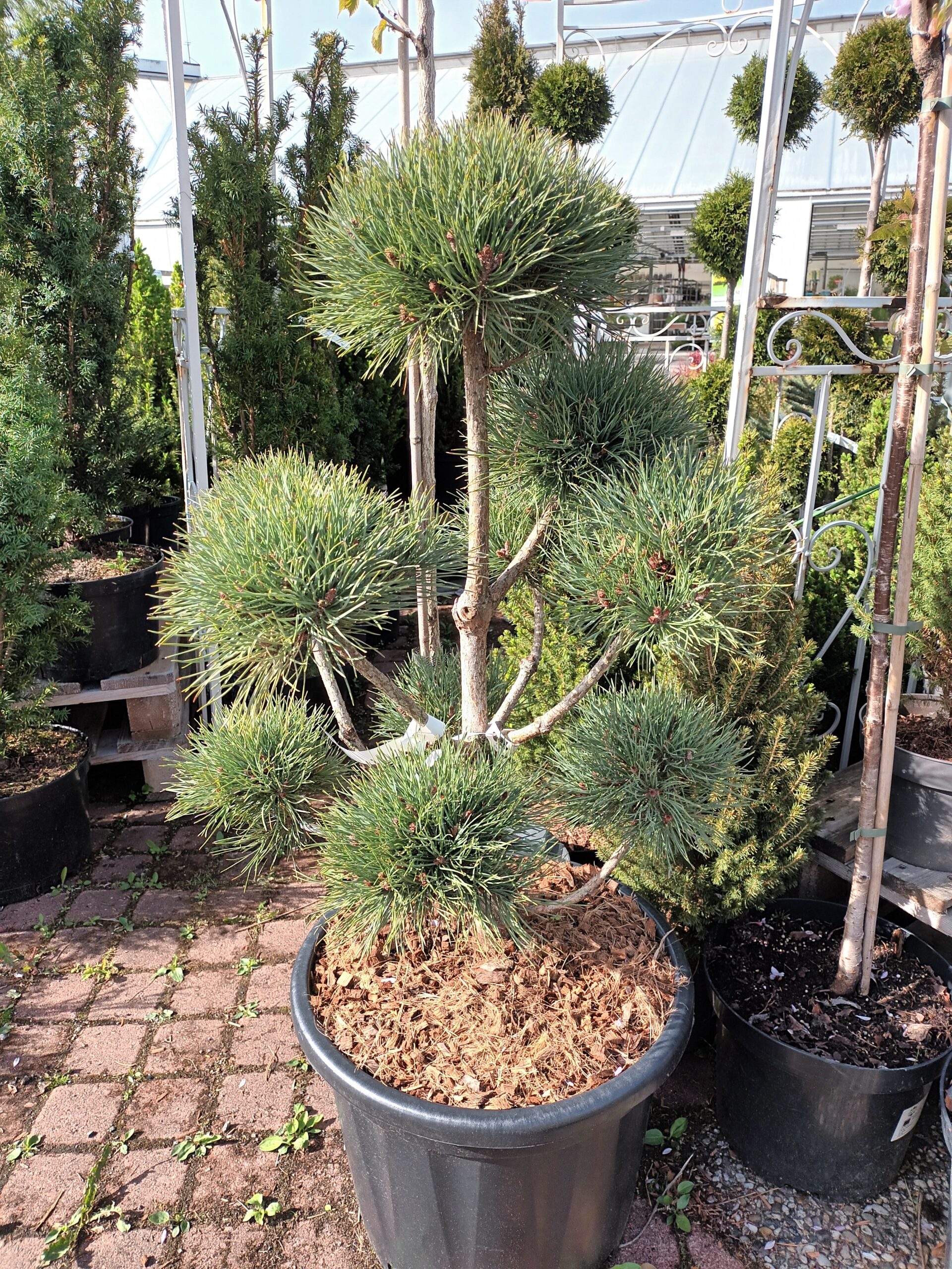 Bonsai mänty 'Watereri' 60-80cm, At, Ul