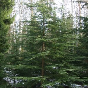 Lännenhemlokki; 50-60,At