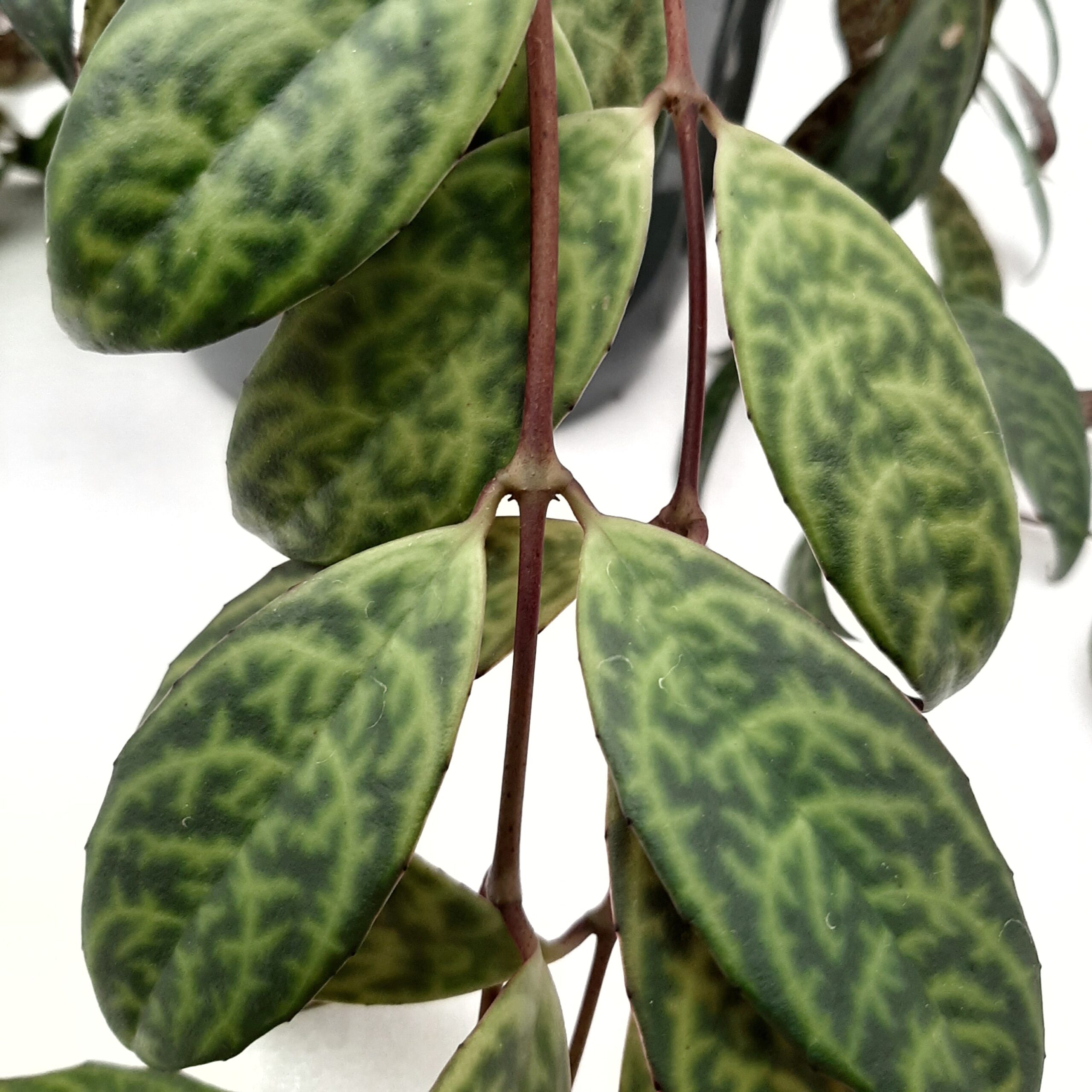 Kirjosoihtuköynnös amppeli p15 - Image 2