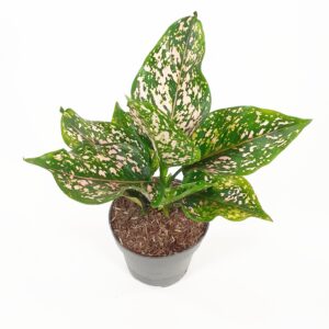 Laikkuvehka 'Pink Leopard' p12