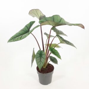 Alokasia 'Platinum' p14