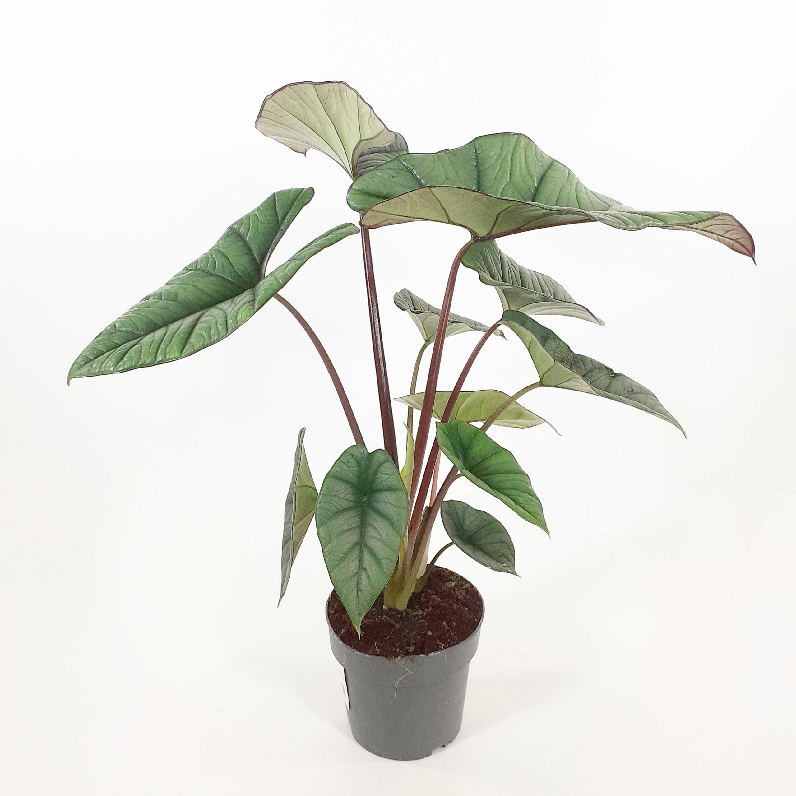 Alokasia 'Platinum' p14