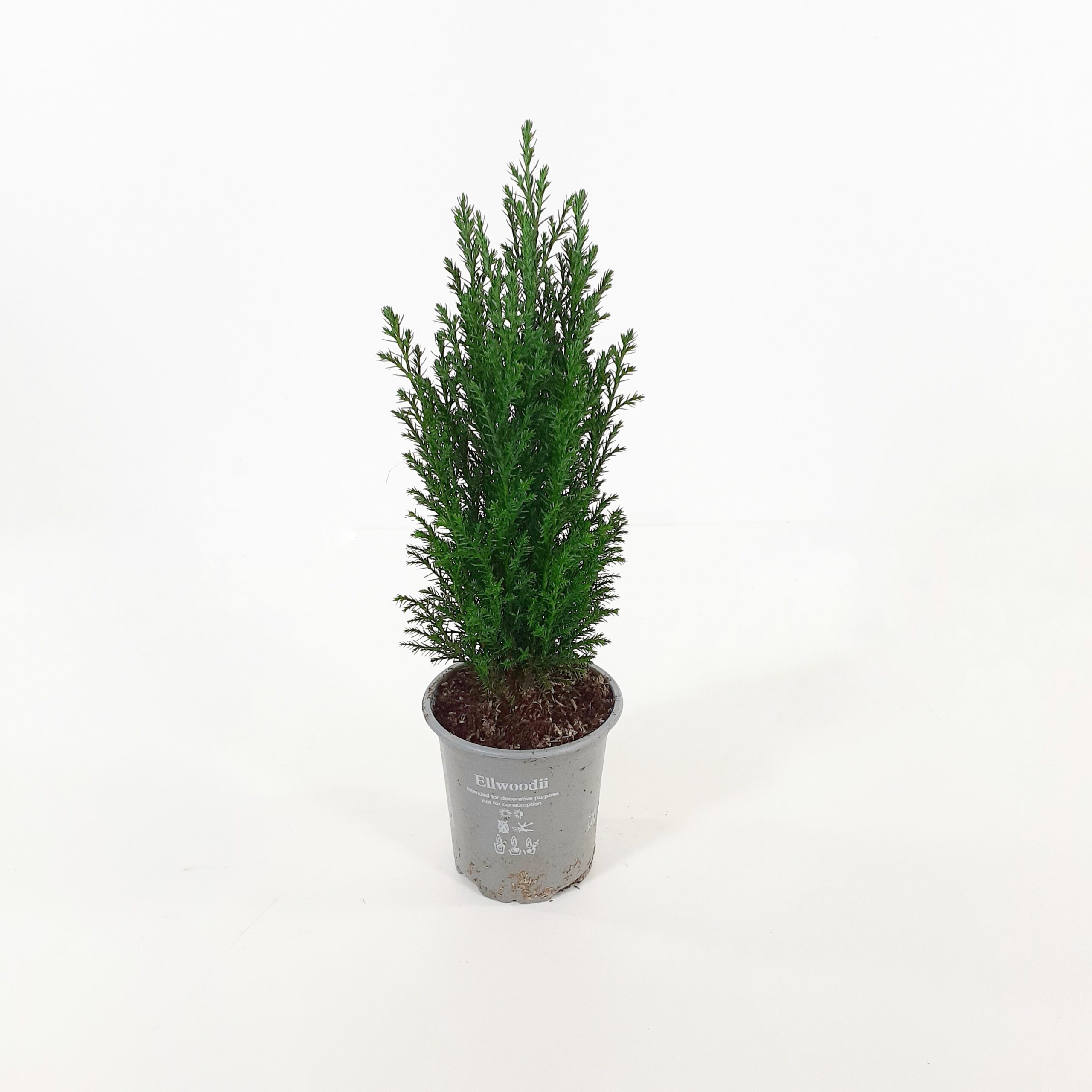 Huonekataja 'Ellwoodii' p9