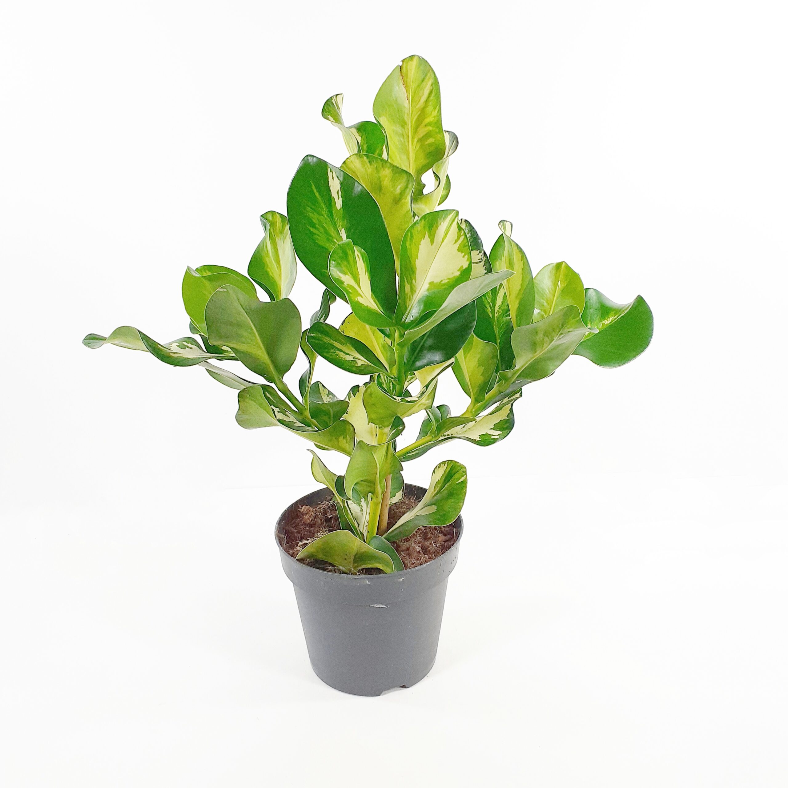 Klusia 'White Star' p17