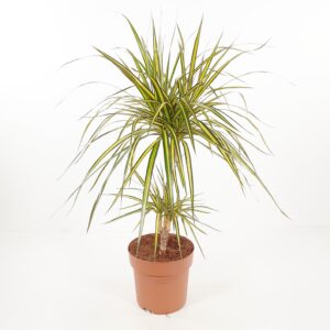 Reunustraakkipuu 'Sunray' 70cm