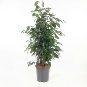 Limoviikuna mix 100cm