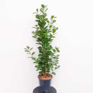 Varjoviikuna 'Moclame' 100cm