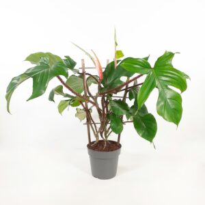 Nukkaköynnösvehka 60-65cm