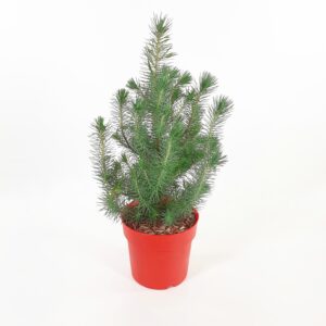 Hopeapinja 'Silver Crest' 50cm