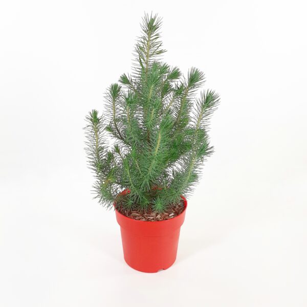 Hopeapinja 'Silver Crest' 50cm