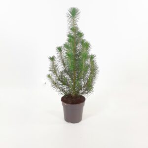 Hopeapinja 'Silver Crest' p10,5-11