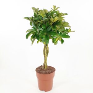 Liuska-aralia rungollinen 'Gold Capella' 70-80cm