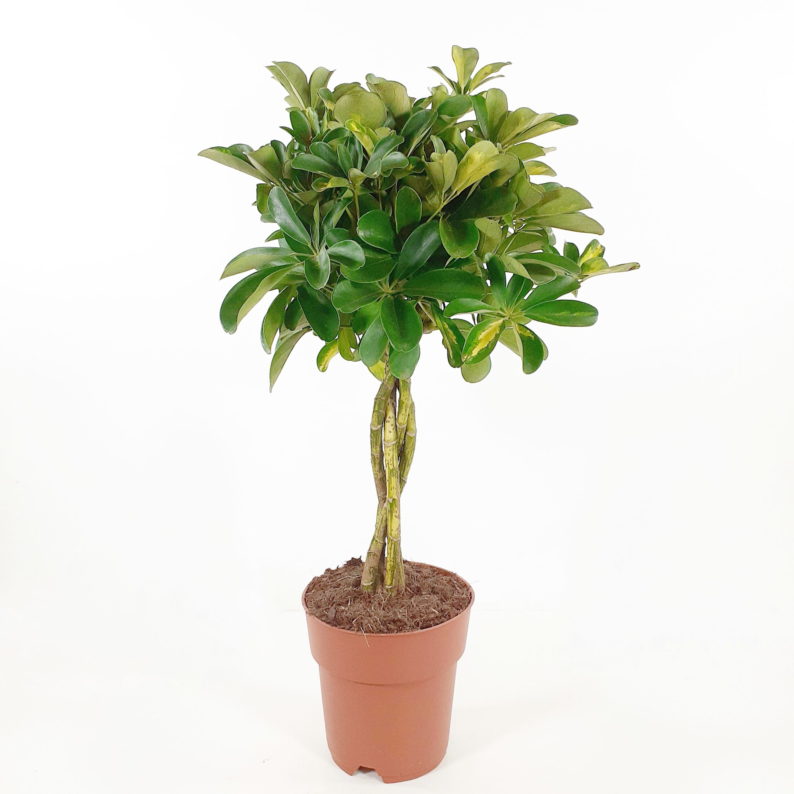 Liuska-aralia rungollinen 'Gold Capella' 70-80cm