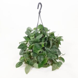 Hopeaköynnös amppeli 'Silver Ann' p14