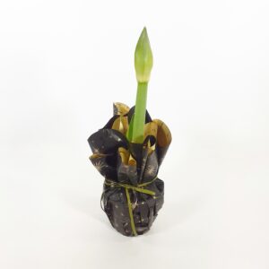 Amaryllis vpun.koristepaperissa