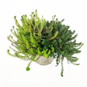 Variksenmarja Twin p12