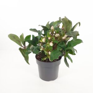 Jouluruusu 'Diamondfire' p17