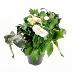 Jouluruusu 'Picotee' p15