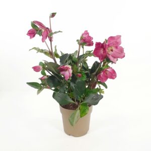 Jouluruusu punainen 'Winter Ballet Karli' p15