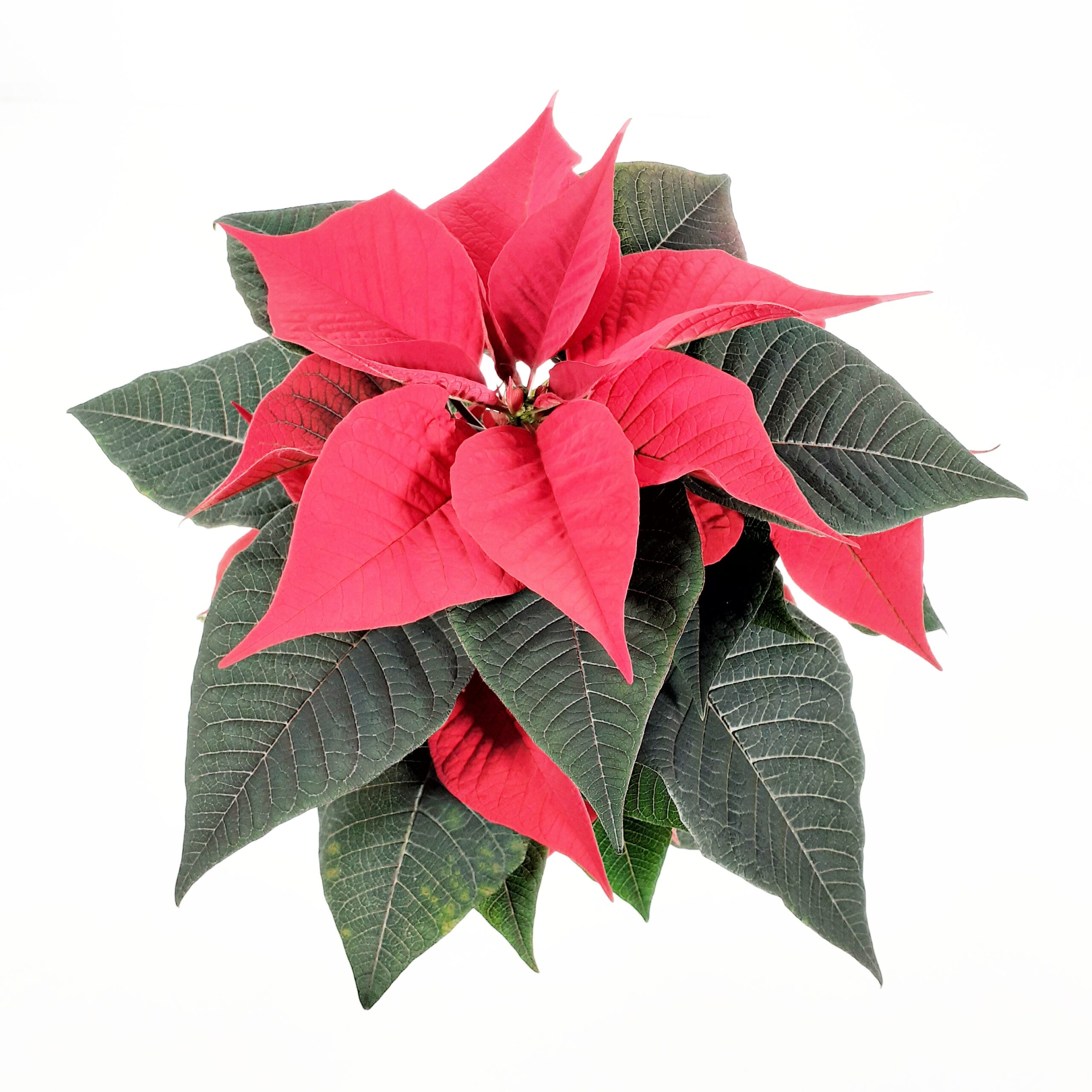 Joulutähti, 1-lat, L, 'Christmas Night'