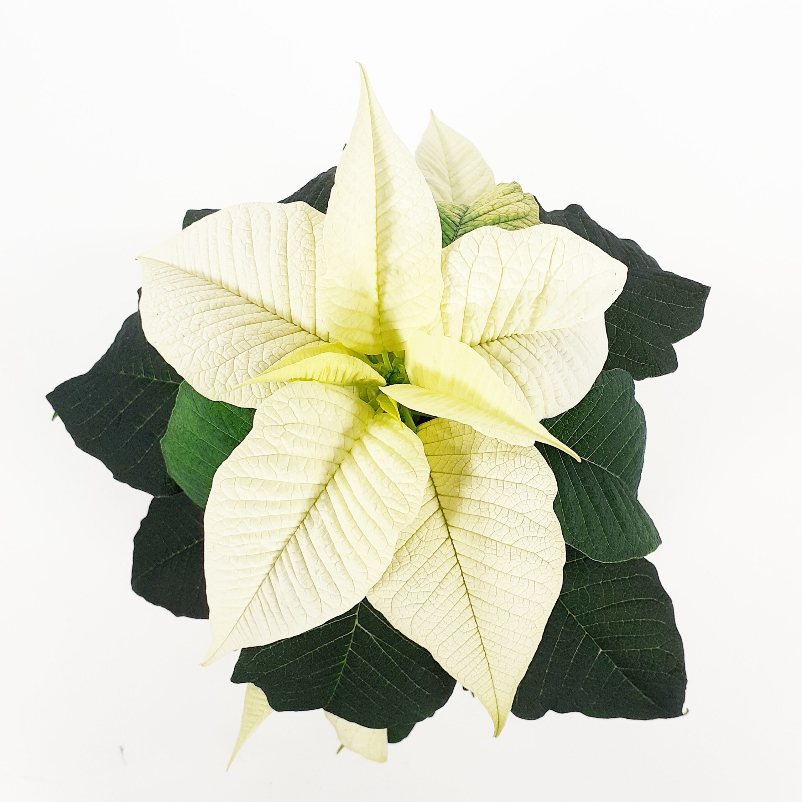 Joulutähti, 1-lat, L, 'SK272' valk