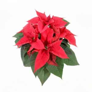 Joulutähti, Mon, L, 'Christmas Beauty Red'