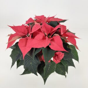 Joulutähti, Mon, L, 'Christmas Night Hot Pink'