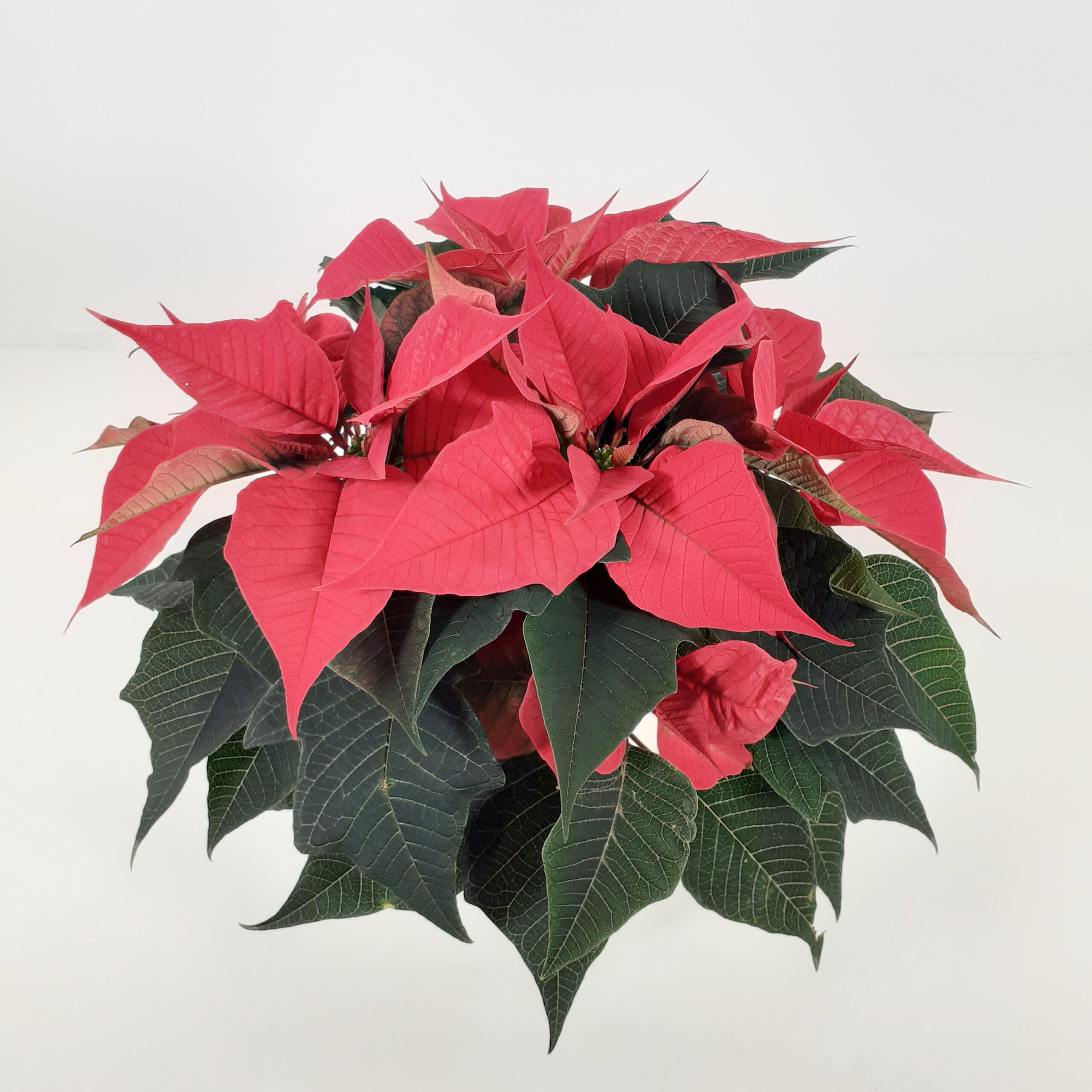 Joulutähti, Mon, L, 'Christmas Night Hot Pink'