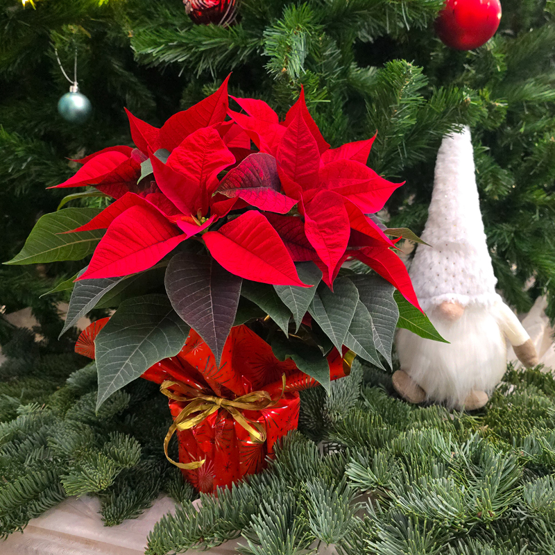 Lahjoitettava joulutähti